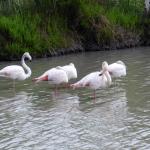 le Parc Ornithologique de Pont de Gau vous  Photo9