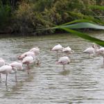le Parc Ornithologique de Pont de Gau vous  Photo15