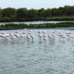 le Parc Ornithologique de Pont de Gau vous  Photo21