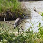 le Parc Ornithologique de Pont de Gau vous  Photo22