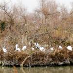 le Parc Ornithologique de Pont de Gau vous  Photo36