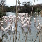 le Parc Ornithologique de Pont de Gau vous  Photo39