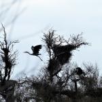 le Parc Ornithologique de Pont de Gau vous  Photo44